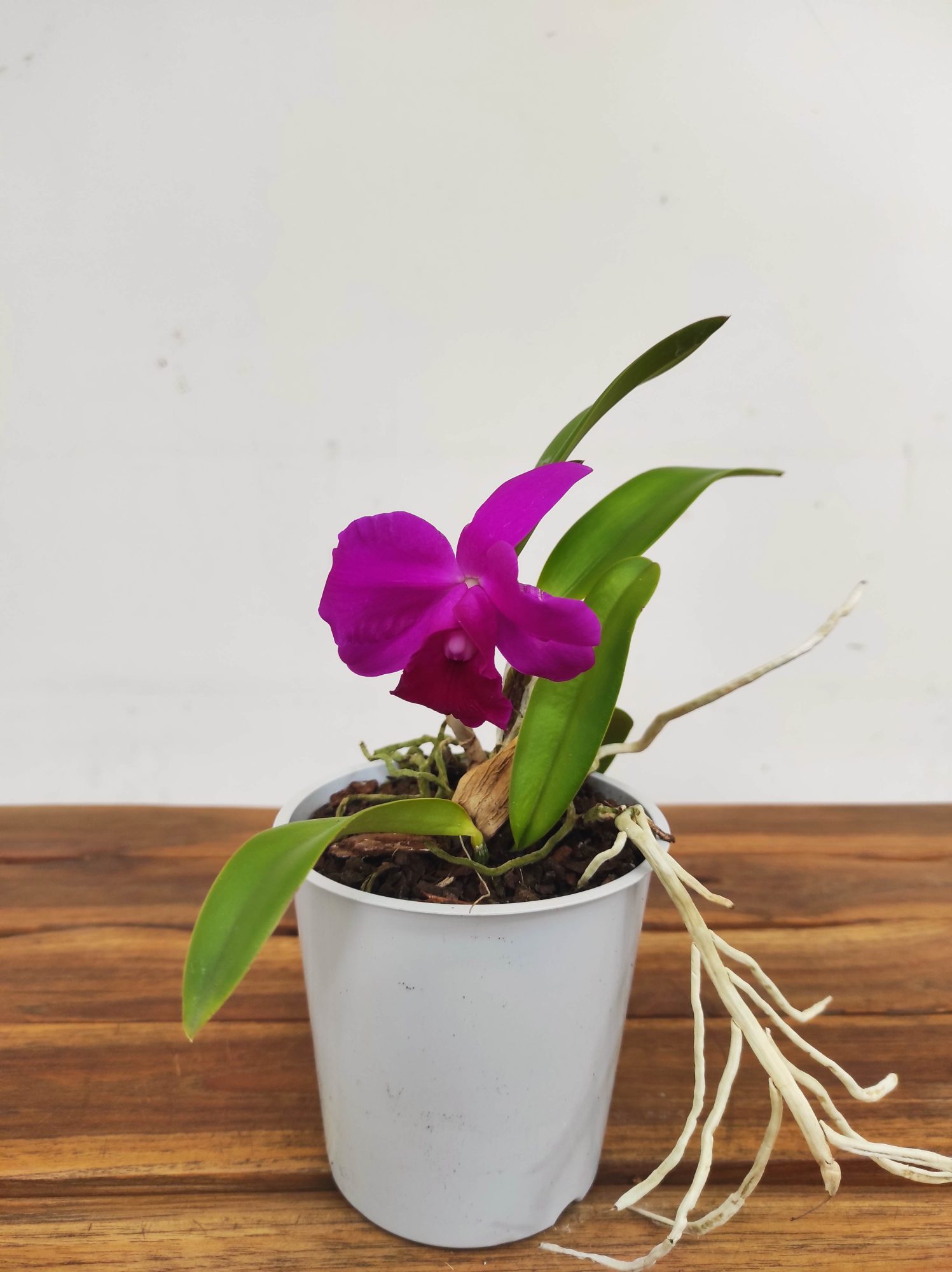 Cattleya V.12