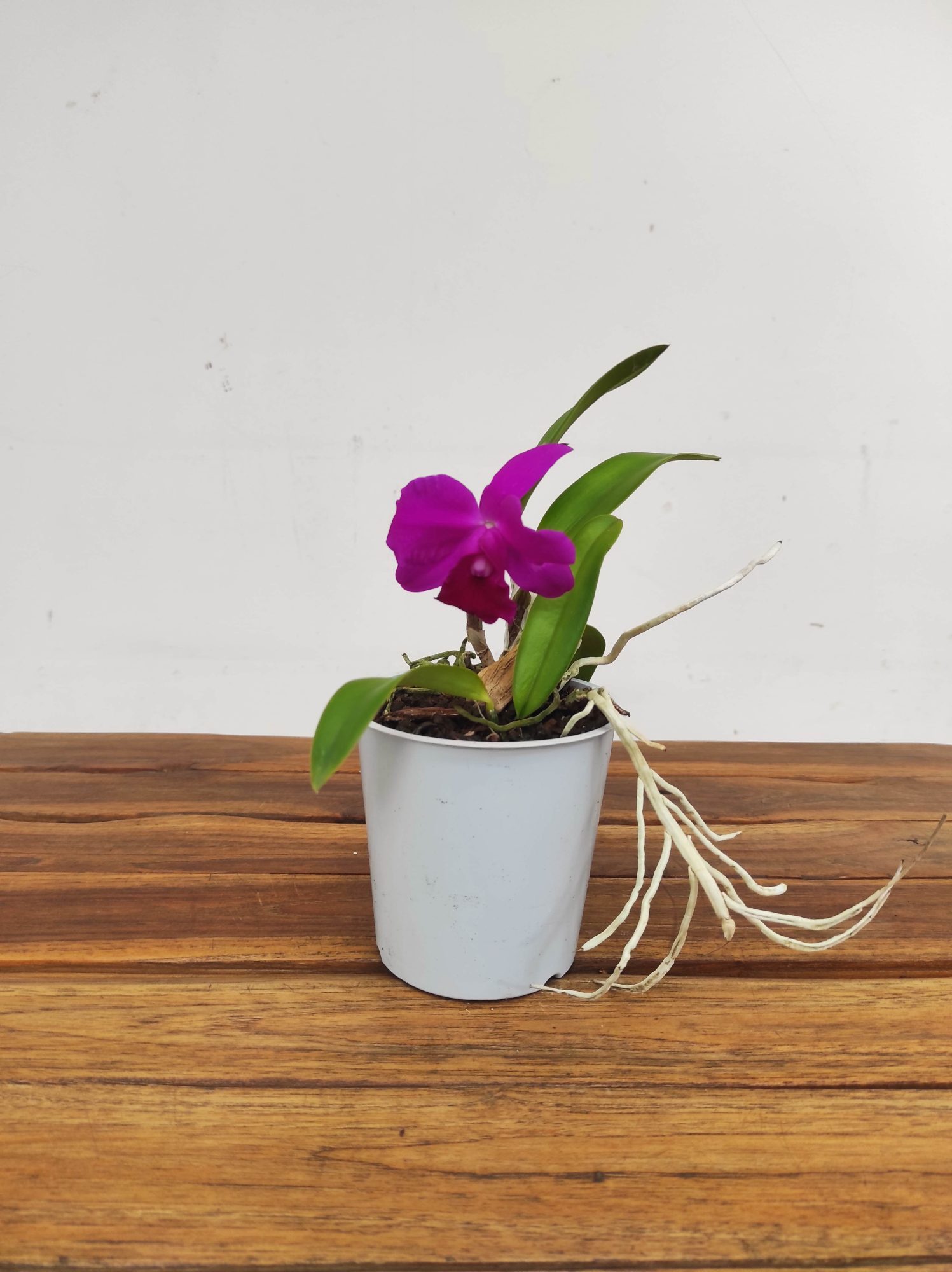 Cattleya V.12 - Image 2