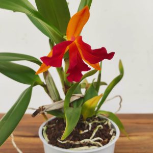 Cattleya V.12