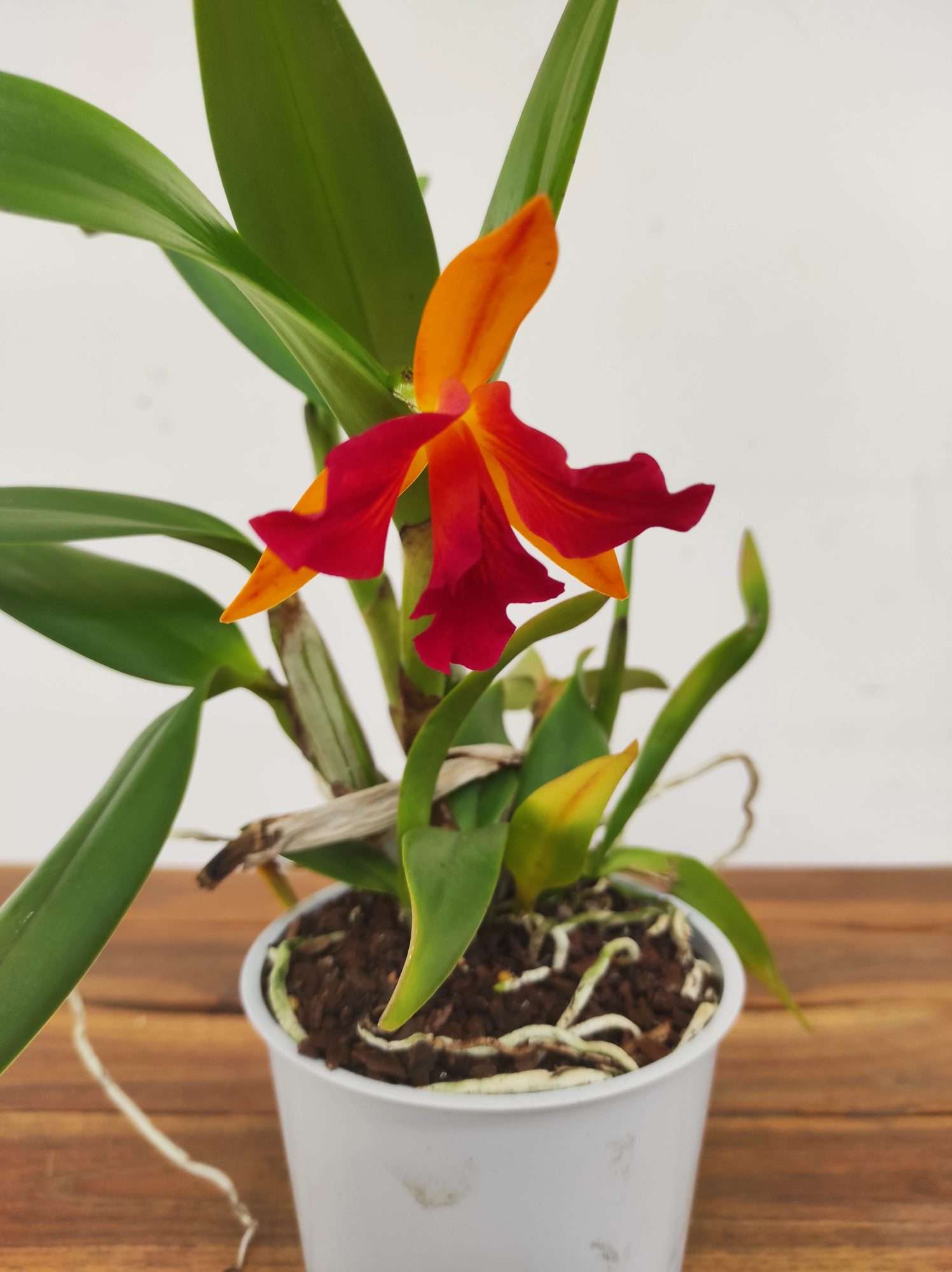 Cattleya V.12