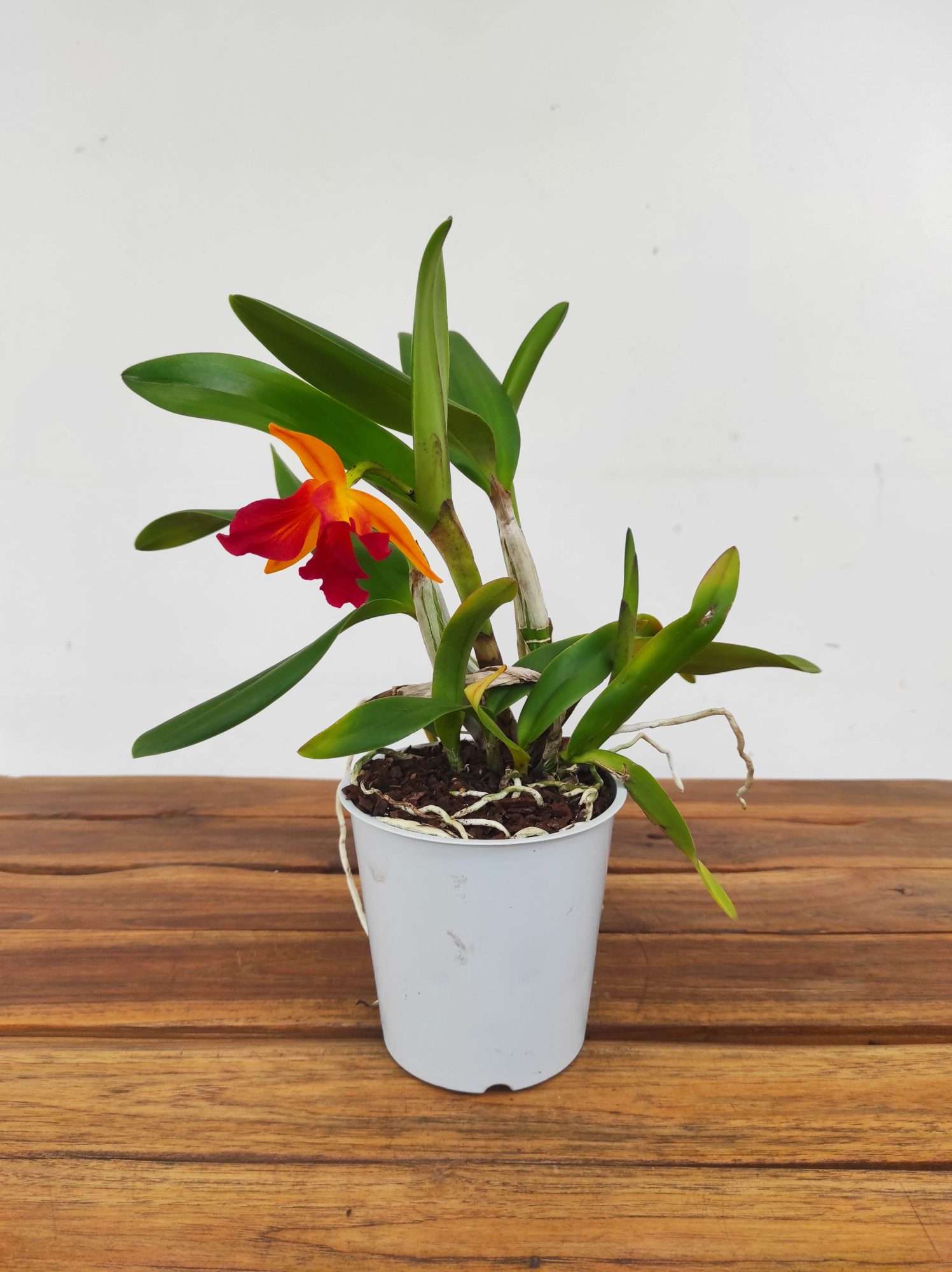 Cattleya V.12 - Image 2