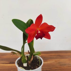 Cattleya V.12