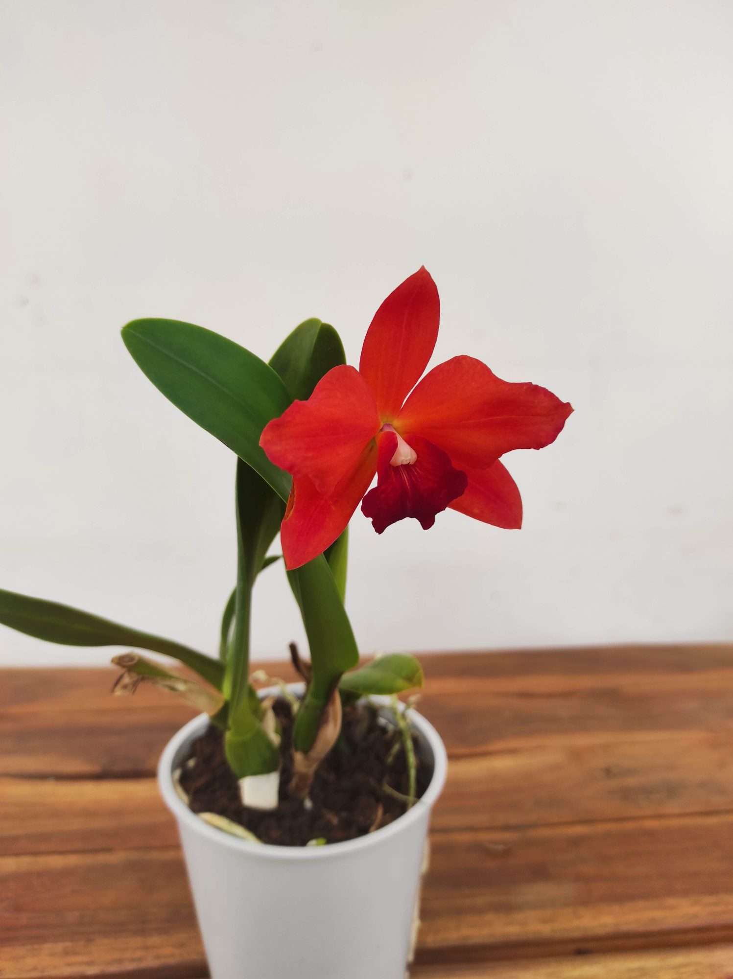 Cattleya V.12