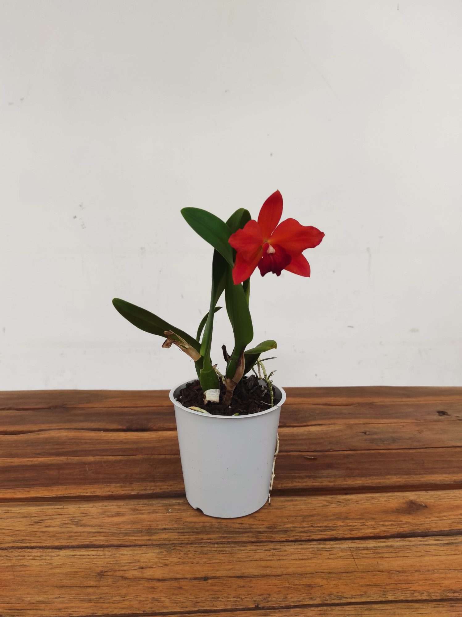 Cattleya V.12 - Image 2