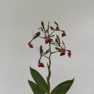 Epidendrum 'Melanoporphyrum'