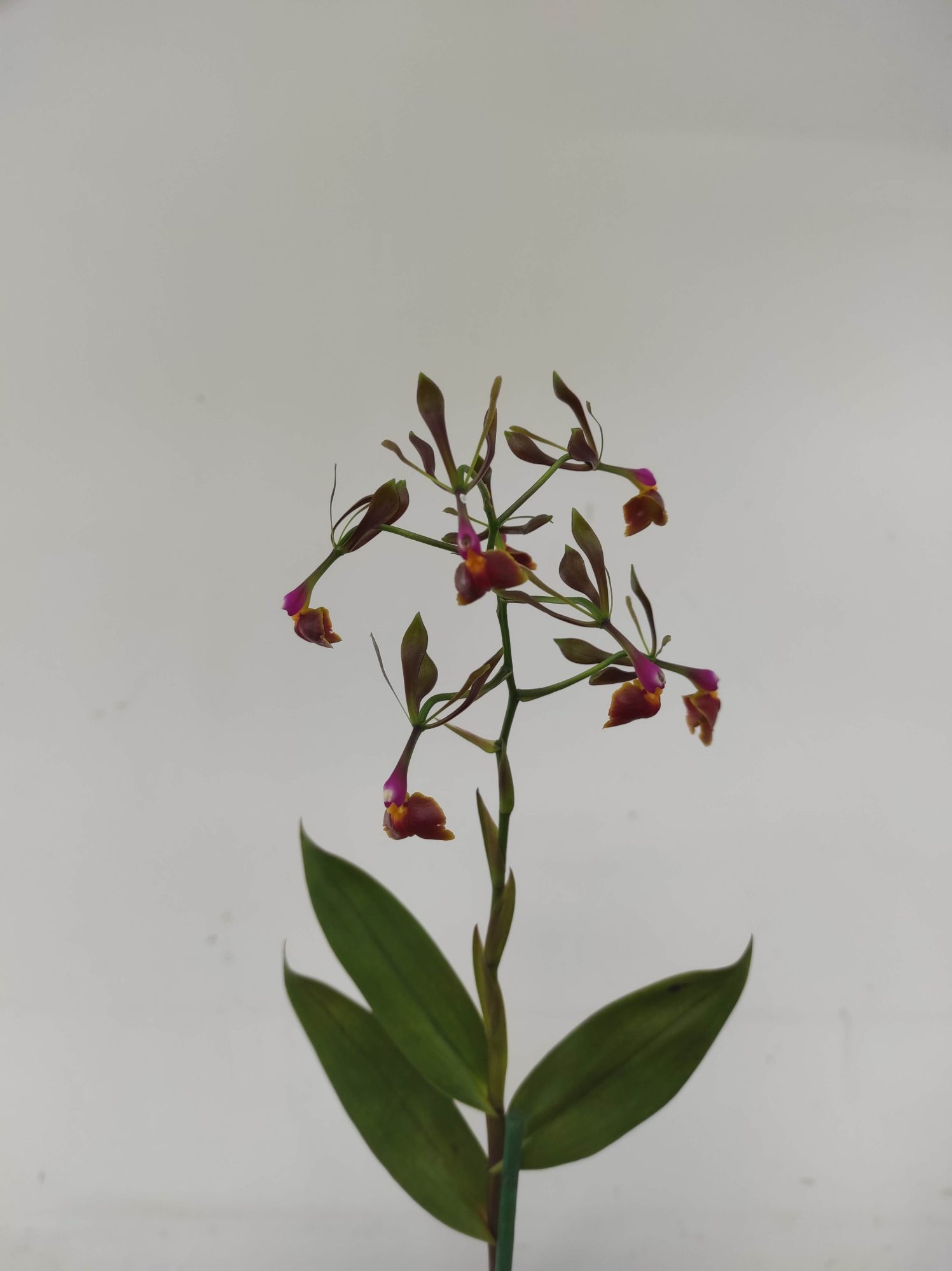 Epidendrum 'Melanoporphyrum'