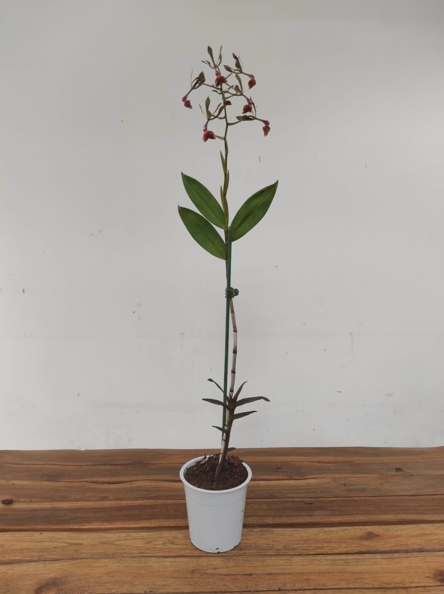 Epidendrum 'Melanoporphyrum' - Image 2