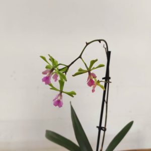 Encyclia V.12