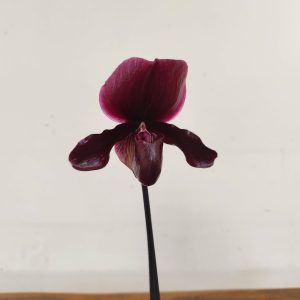 Paphiopedilum 'Black Jack'