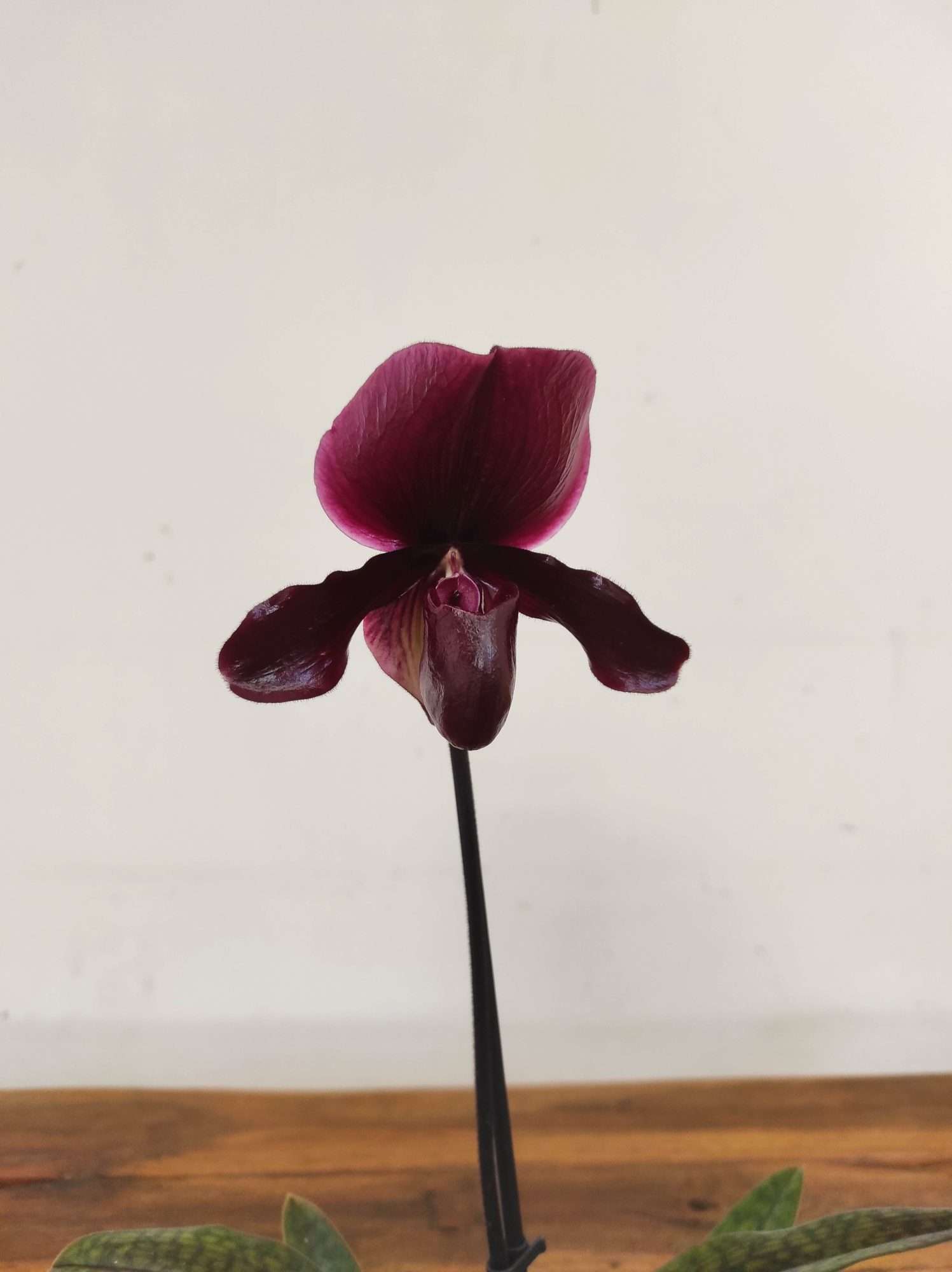 Paphiopedilum 'Black Jack'