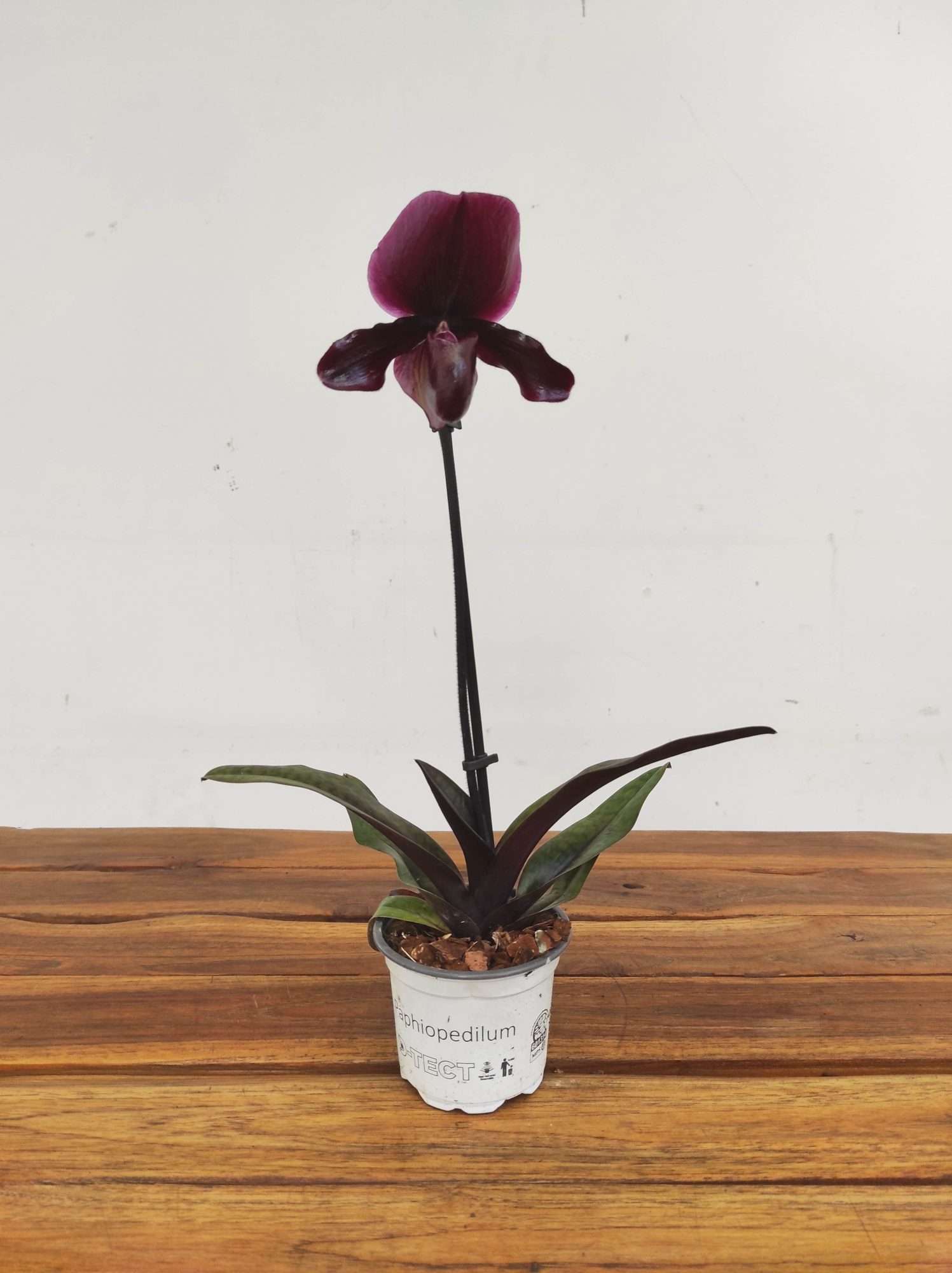 Paphiopedilum 'Black Jack' - Image 2