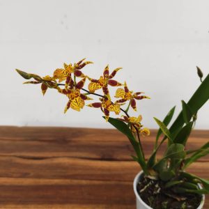 Oncidium Titanium V.9