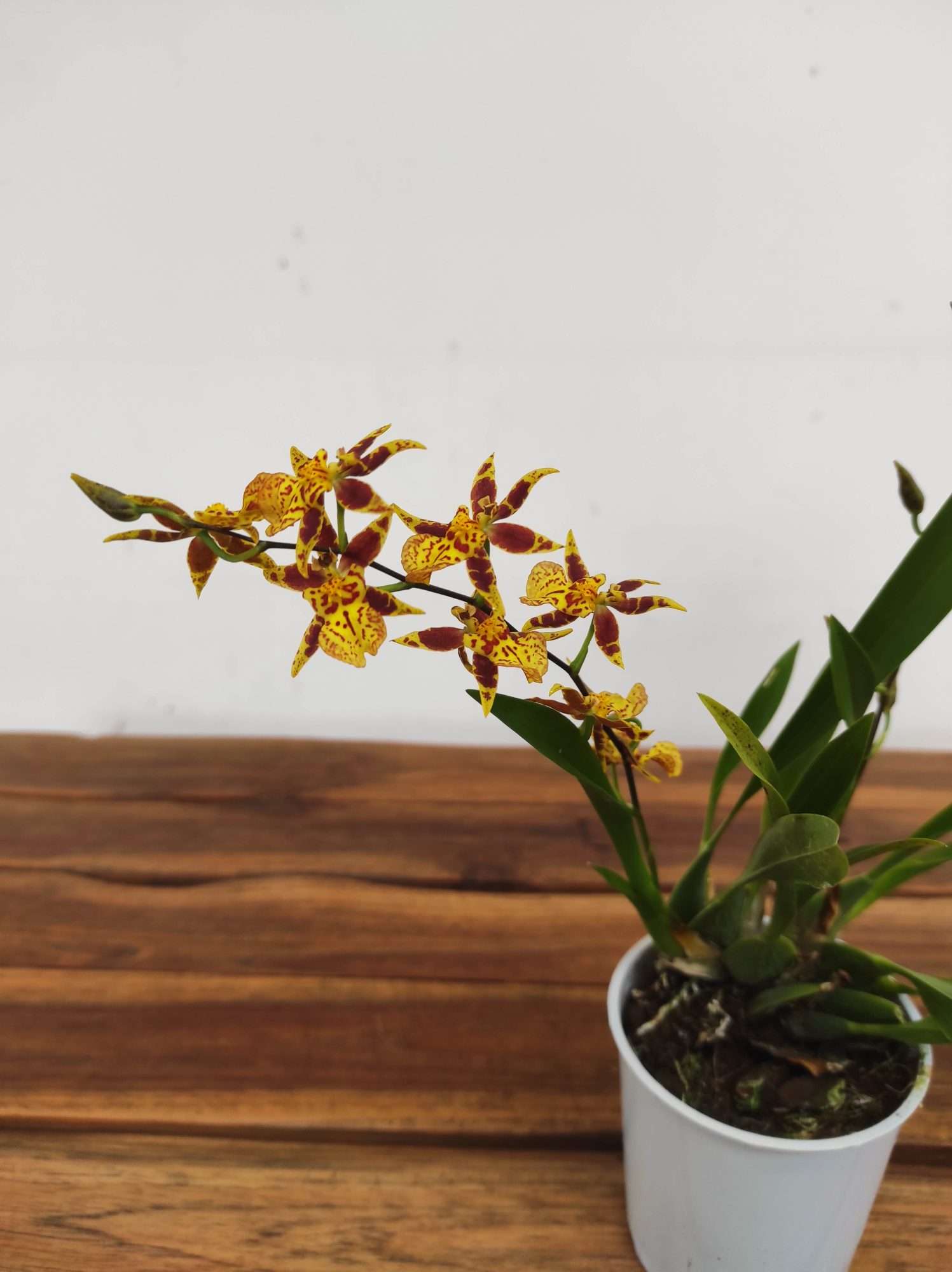 Oncidium Titanium V.9