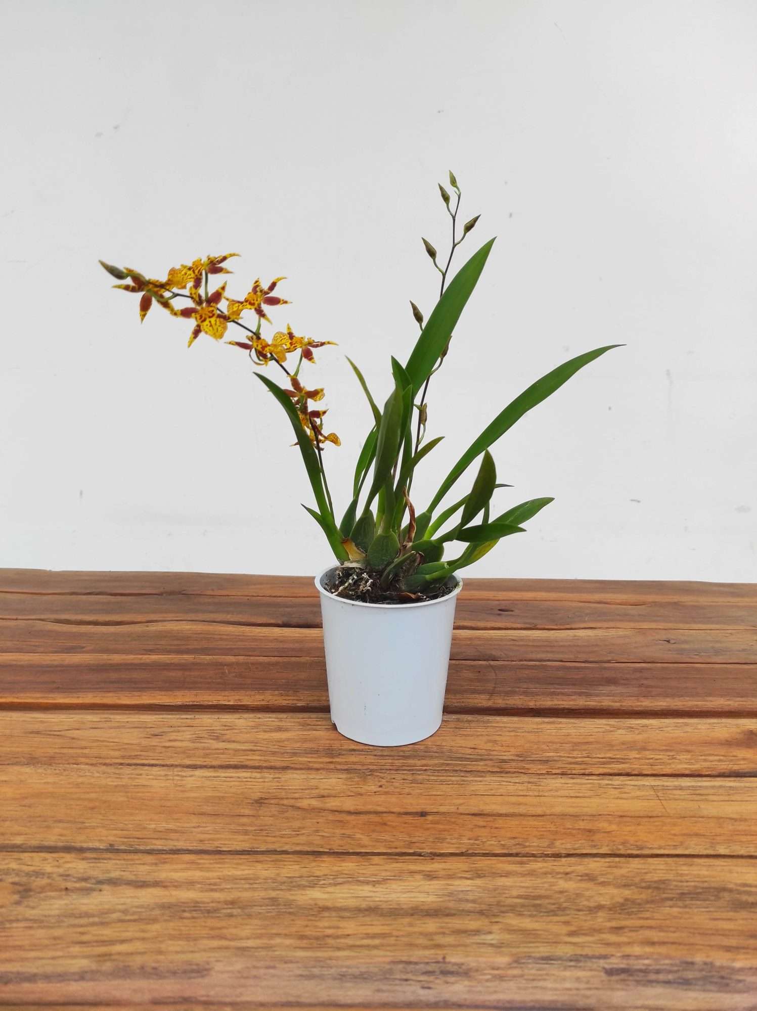 Oncidium Titanium V.9 - Image 2