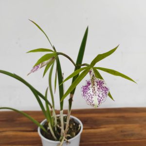 Brassavola - 2 Hastes