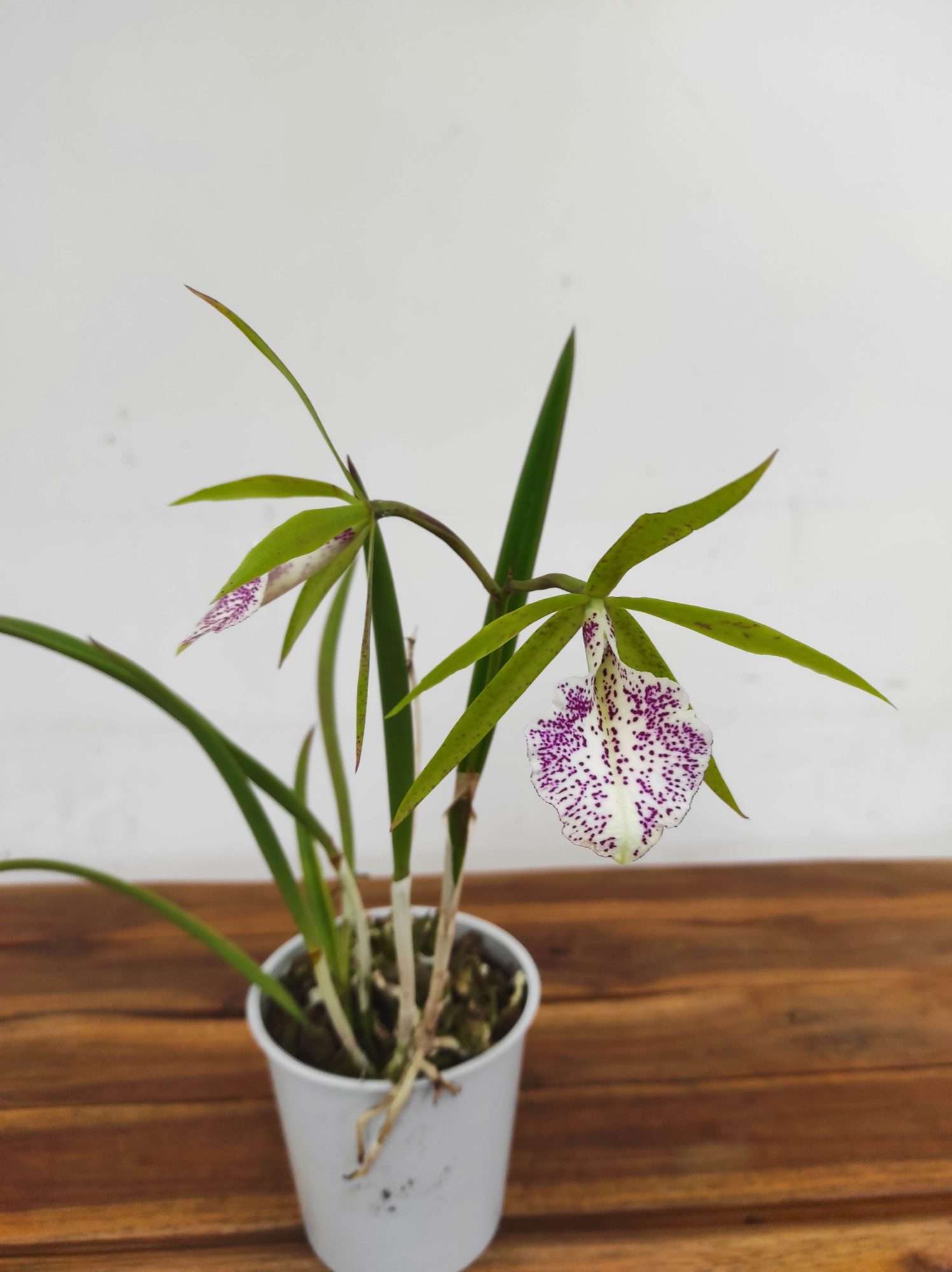 Brassavola - 2 Hastes