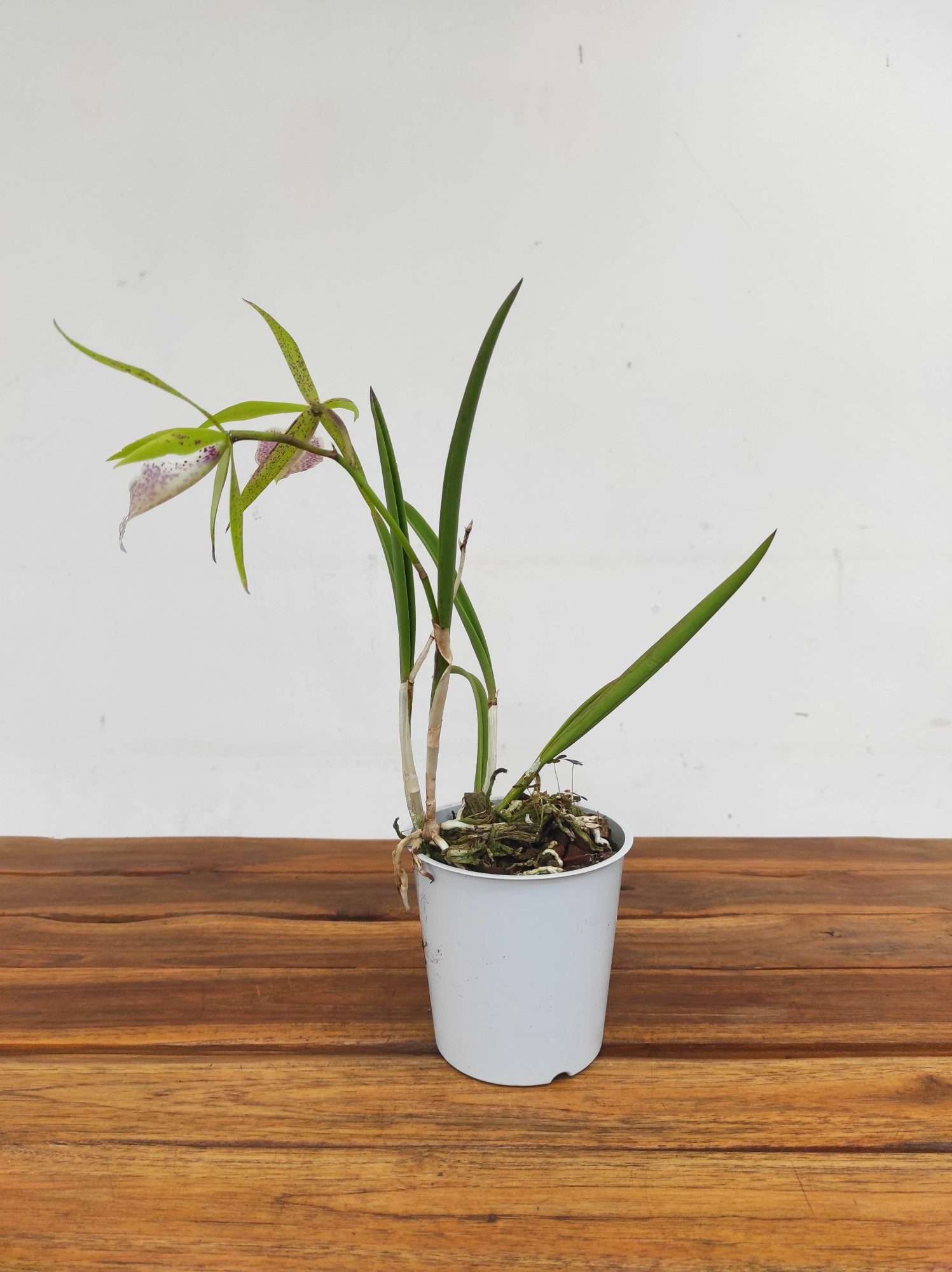 Brassavola - 2 Hastes - Image 2