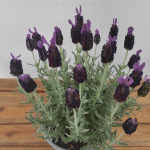 Lavandula Stoechas
