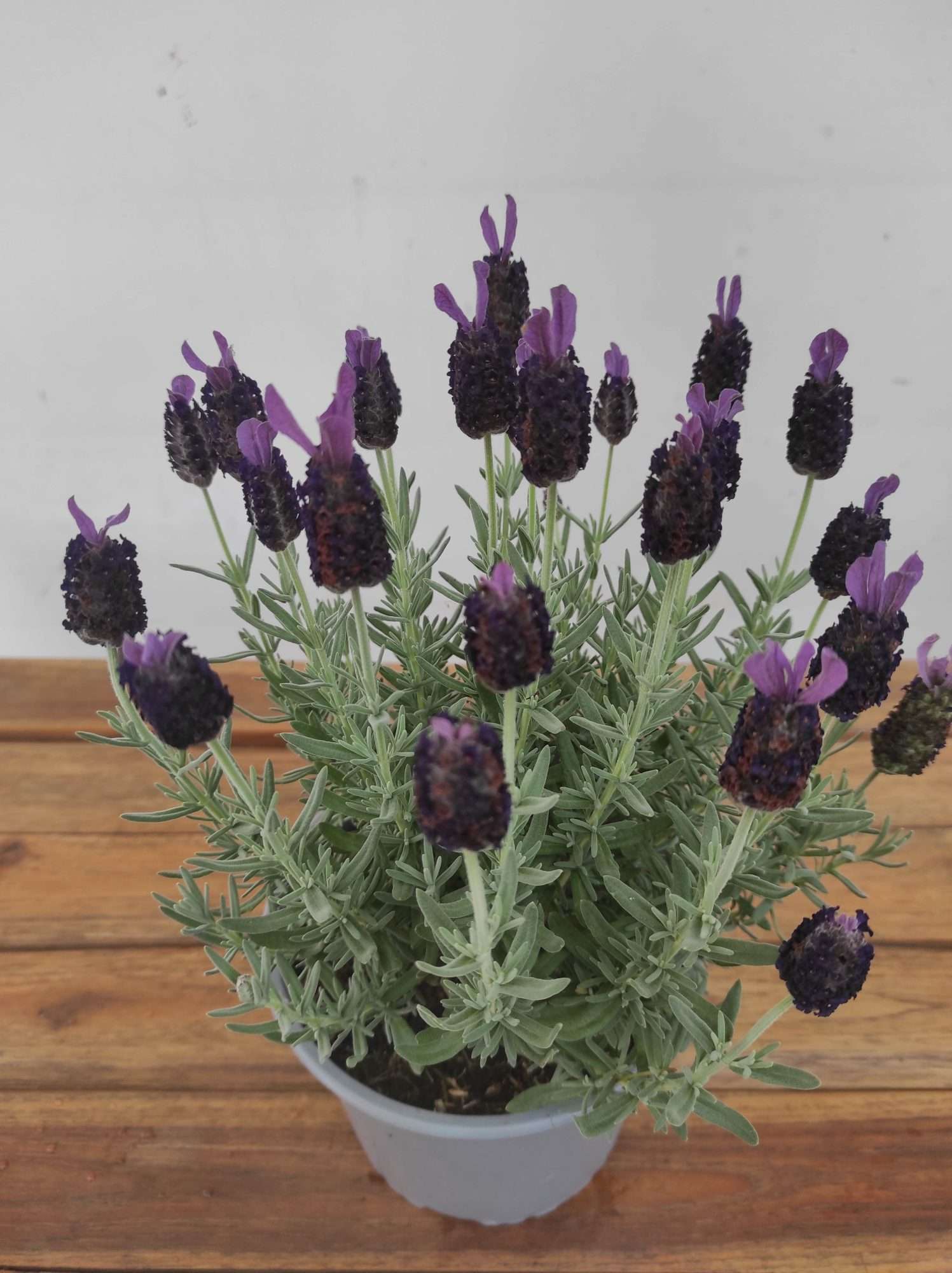 Lavandula Stoechas