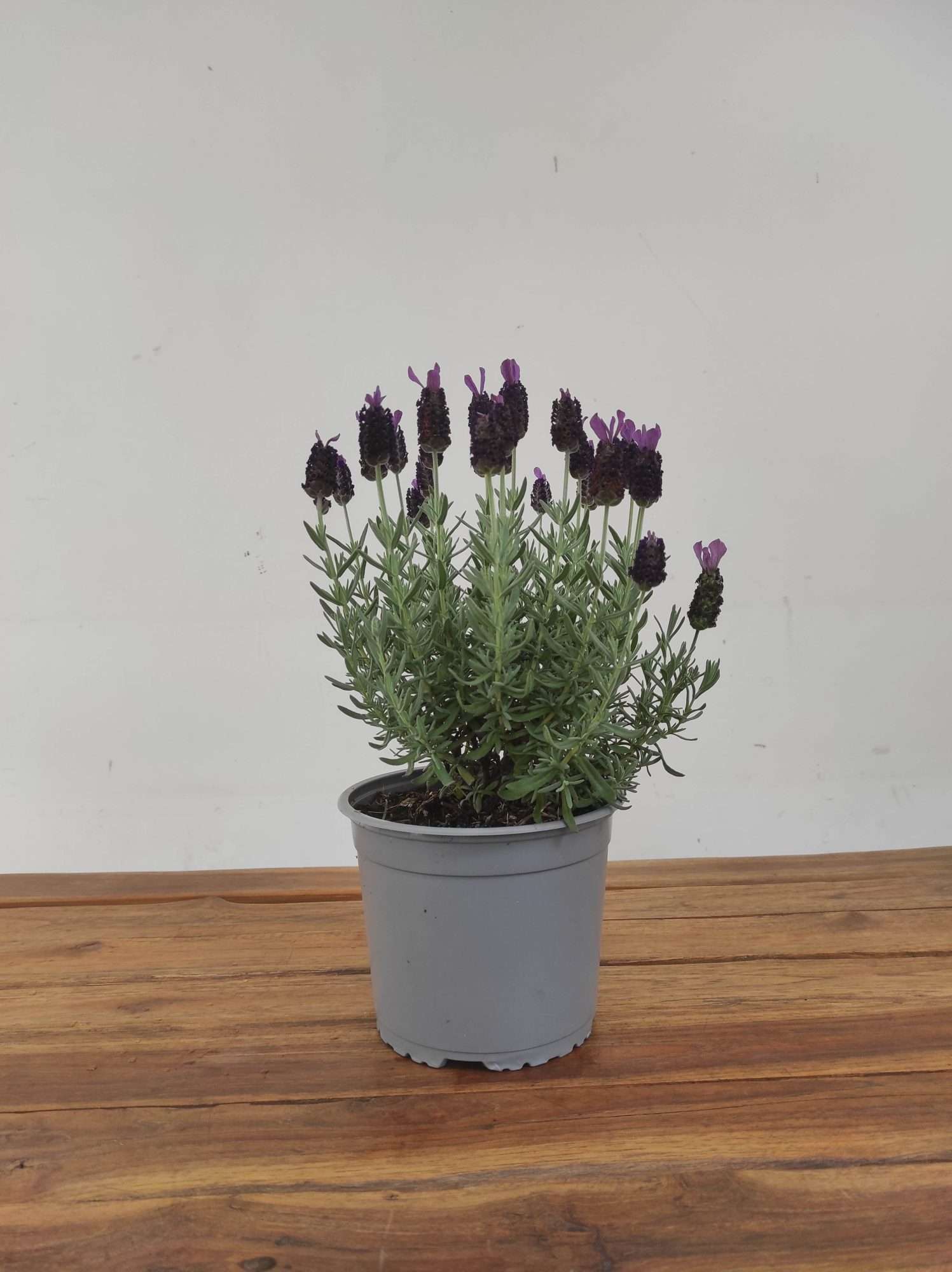 Lavandula Stoechas - Image 2