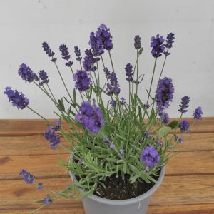 Lavandula Angustifolia