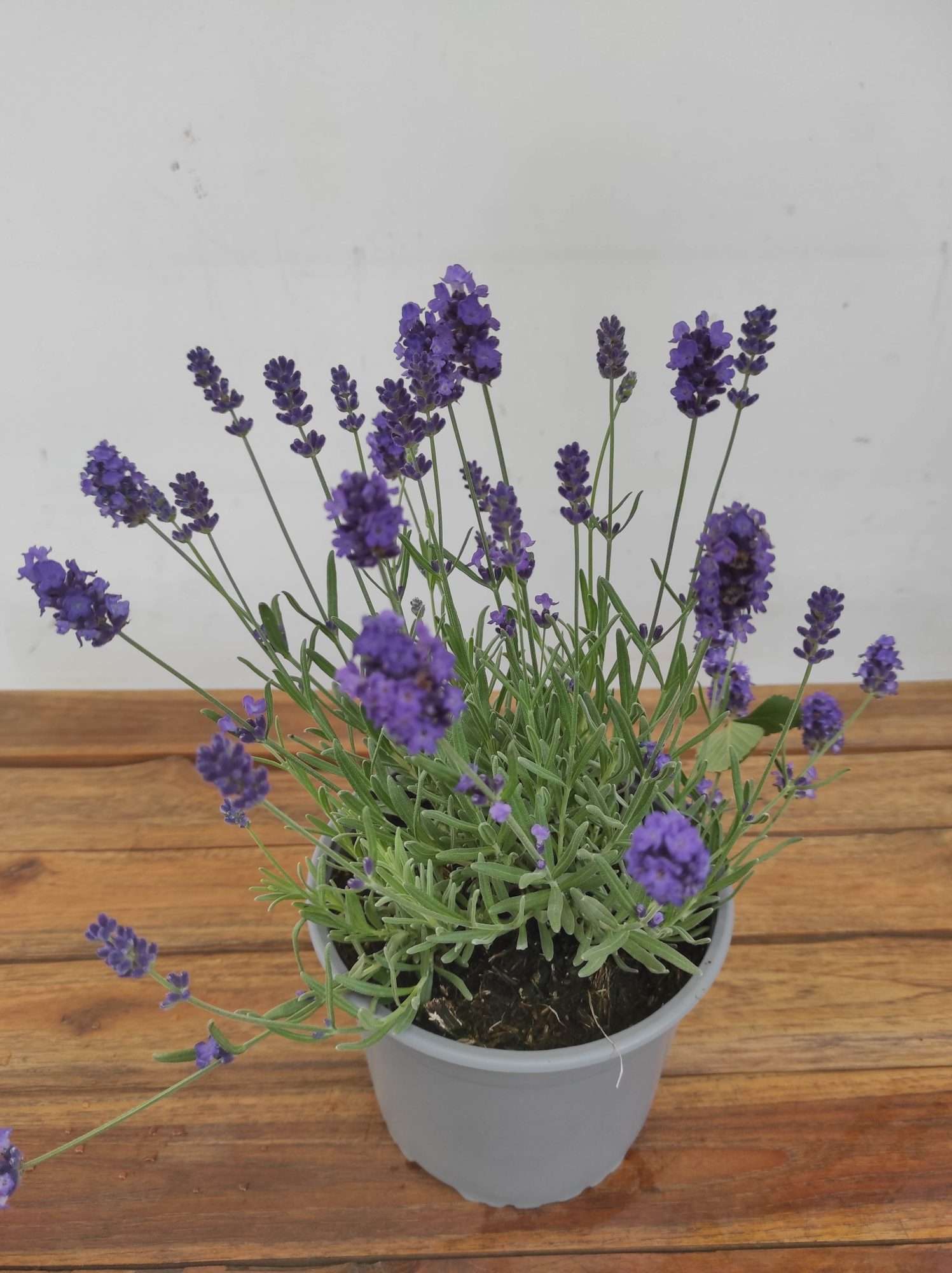 Lavandula Angustifolia