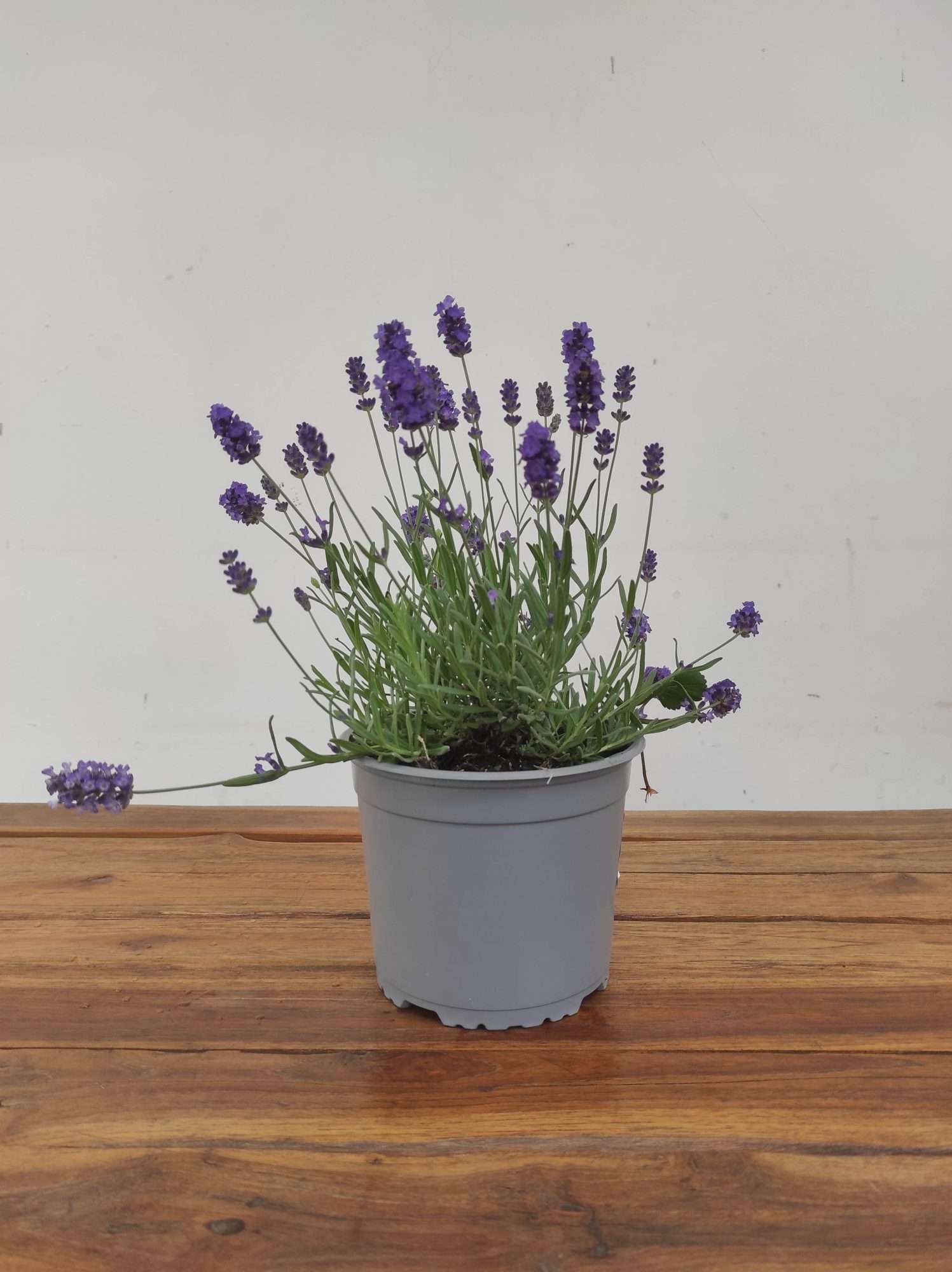 Lavandula Angustifolia - Image 2