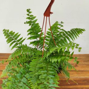 Feto Hang - Suspensão