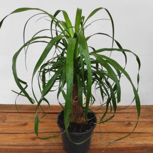Nolina Recurvata (Beaucarnea)