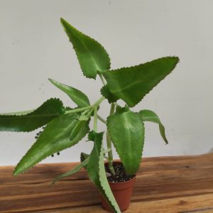 Kalanchoe V.12
