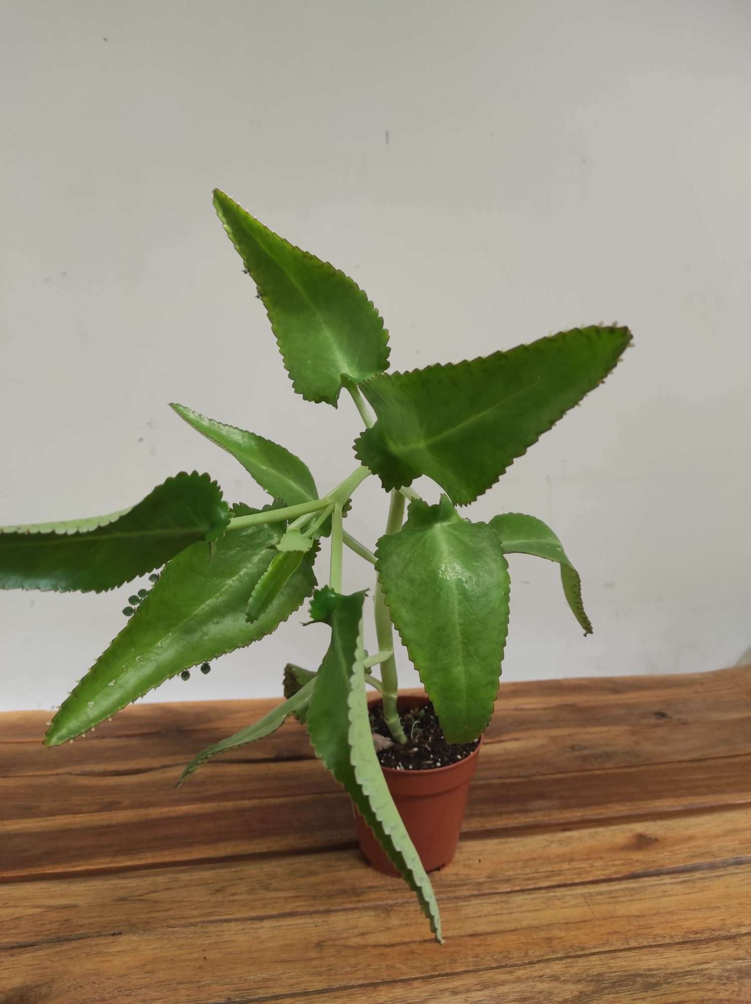 Kalanchoe V.12
