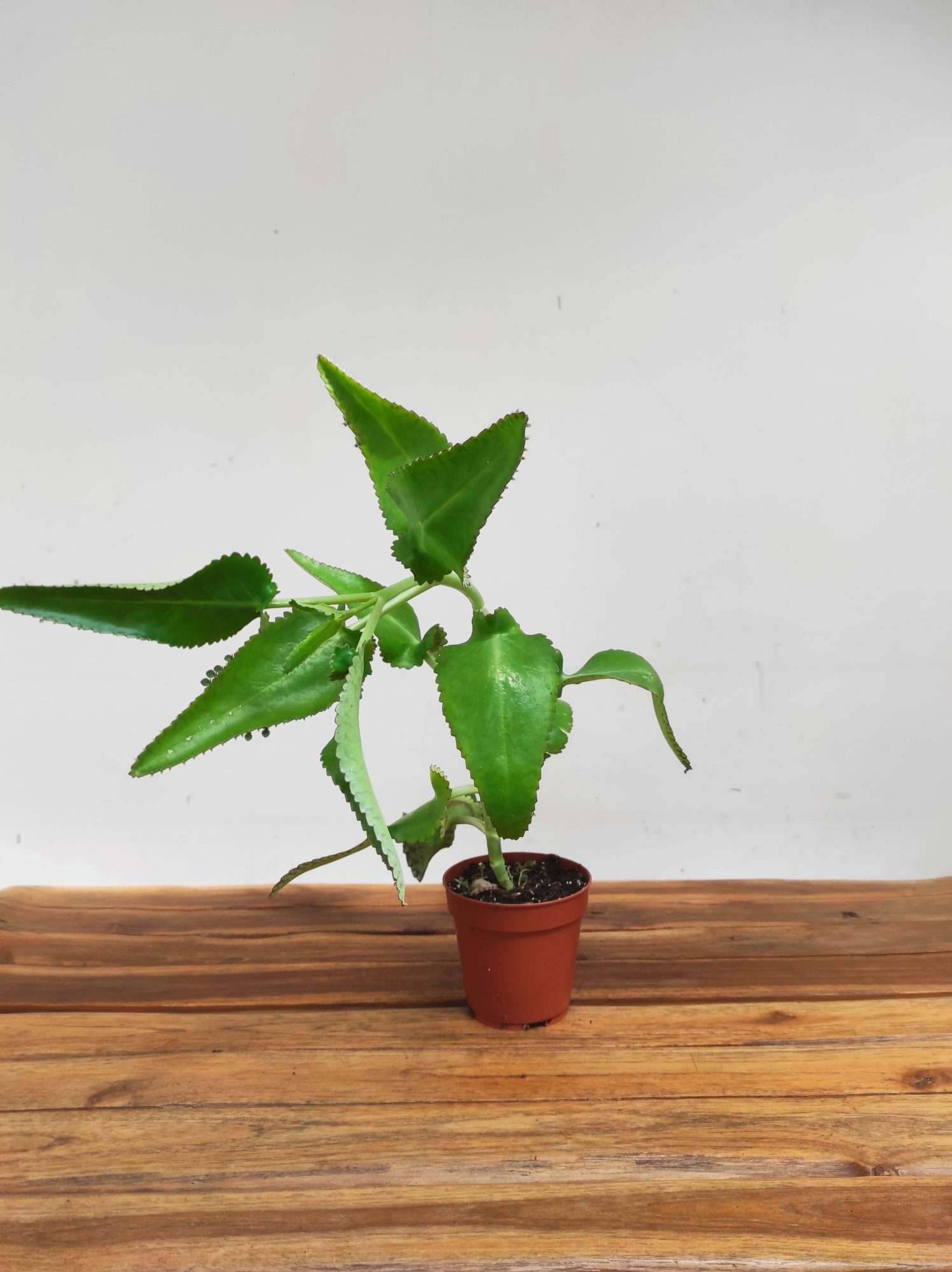 Kalanchoe V.12 - Image 2