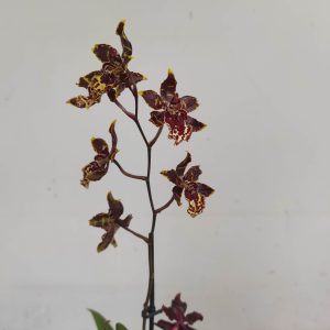 Cambria V.12