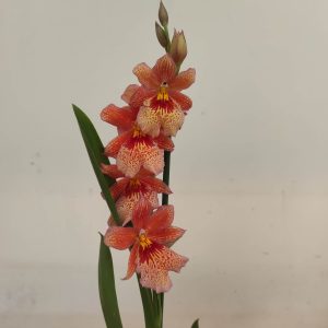 Burrageara Nelly - Laranja