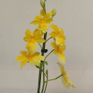 Burrageara Nellys Isler - Amarela