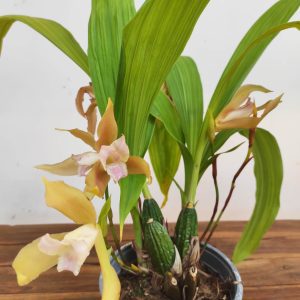 Lycaste V.14