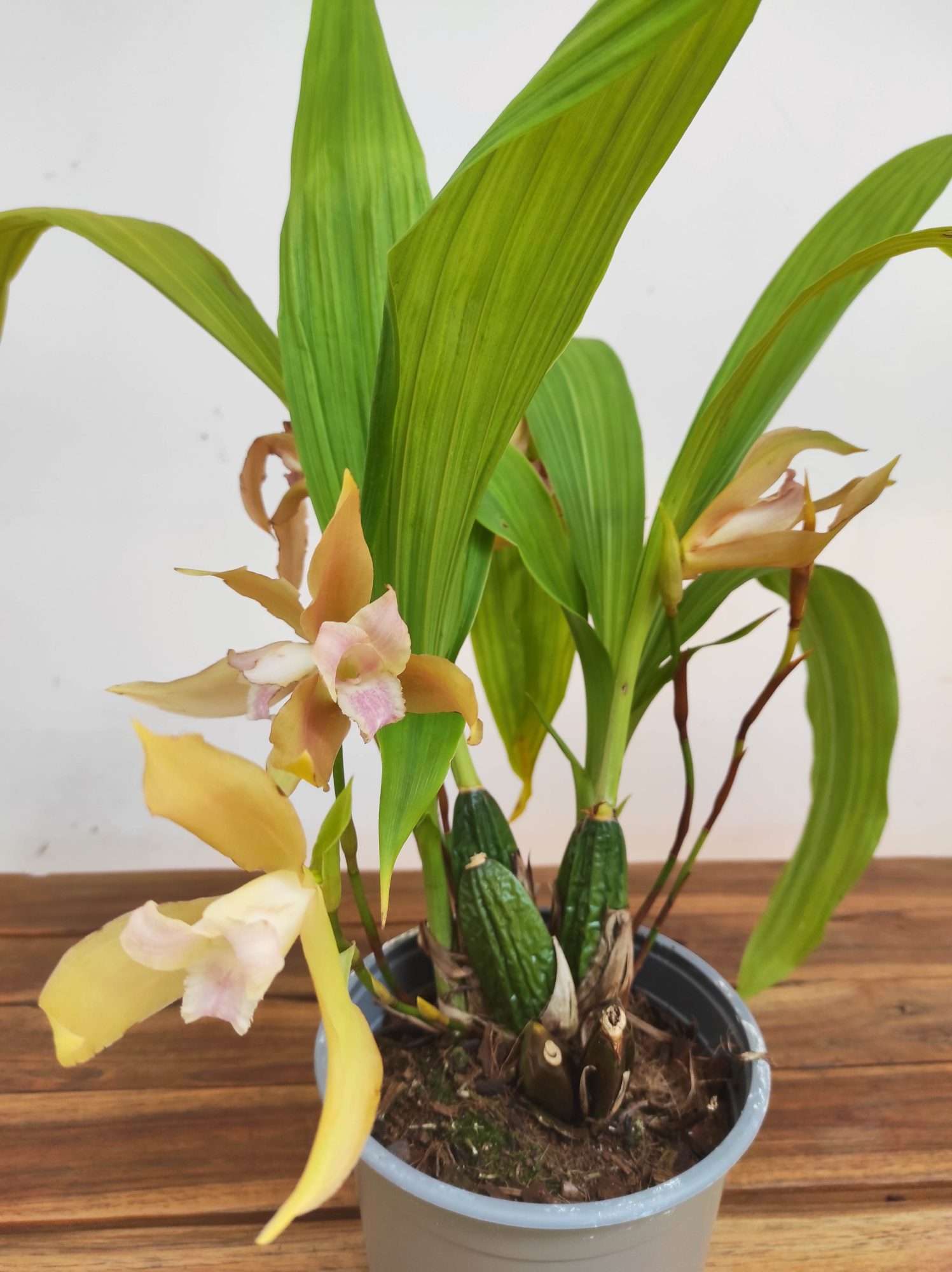 Lycaste V.14