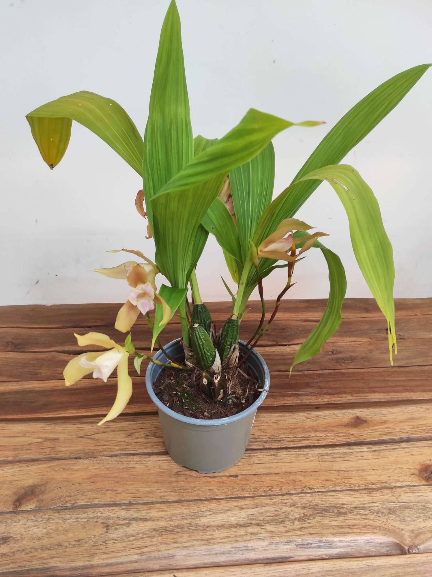 Lycaste V.14 - Image 3