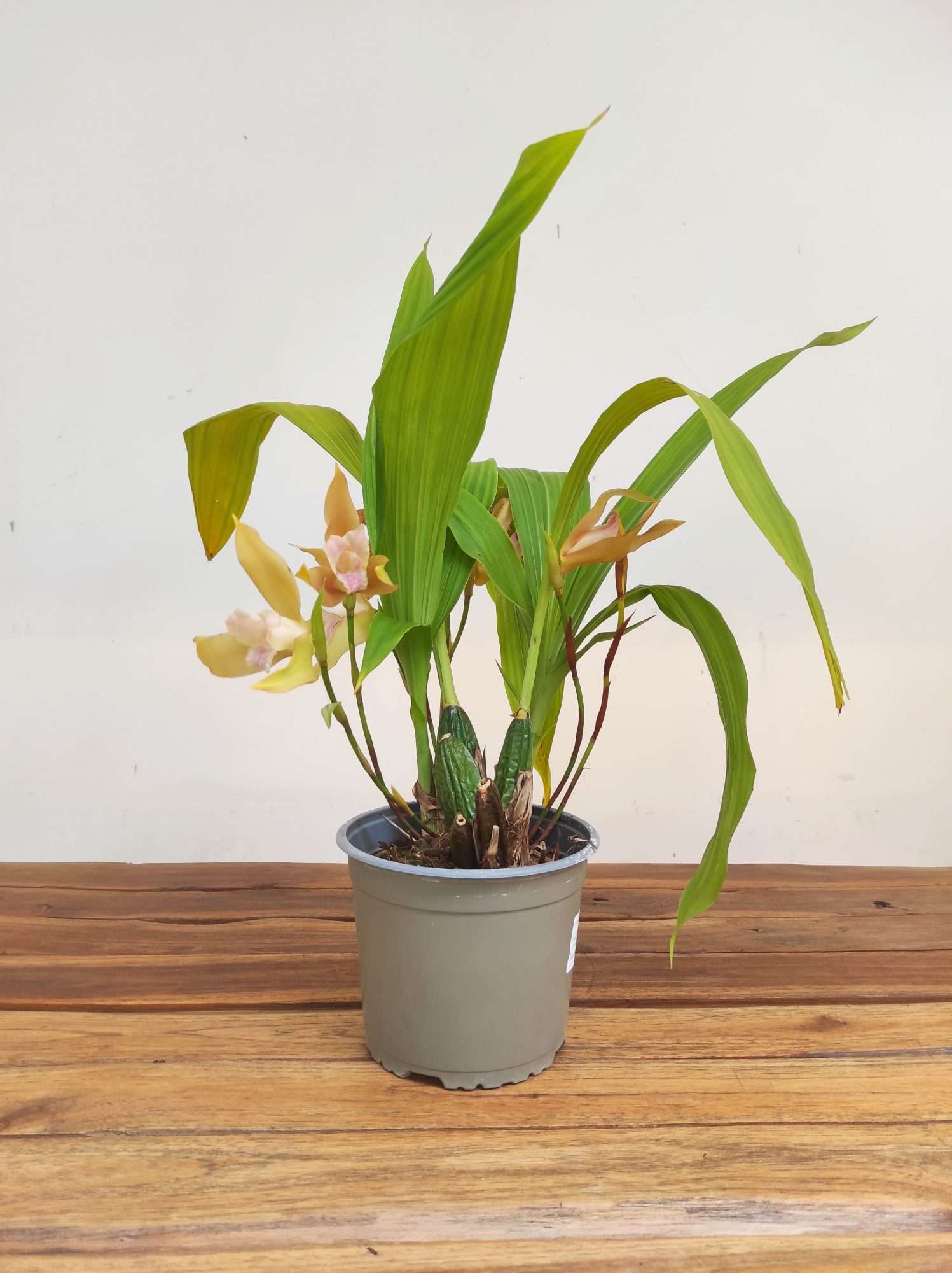 Lycaste V.14 - Image 2
