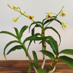 Dendrobium Nobile V.9