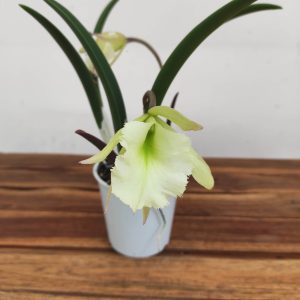 Brassavola - 2 Hastes