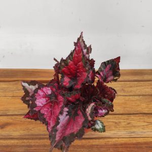 Begonia Beleaf