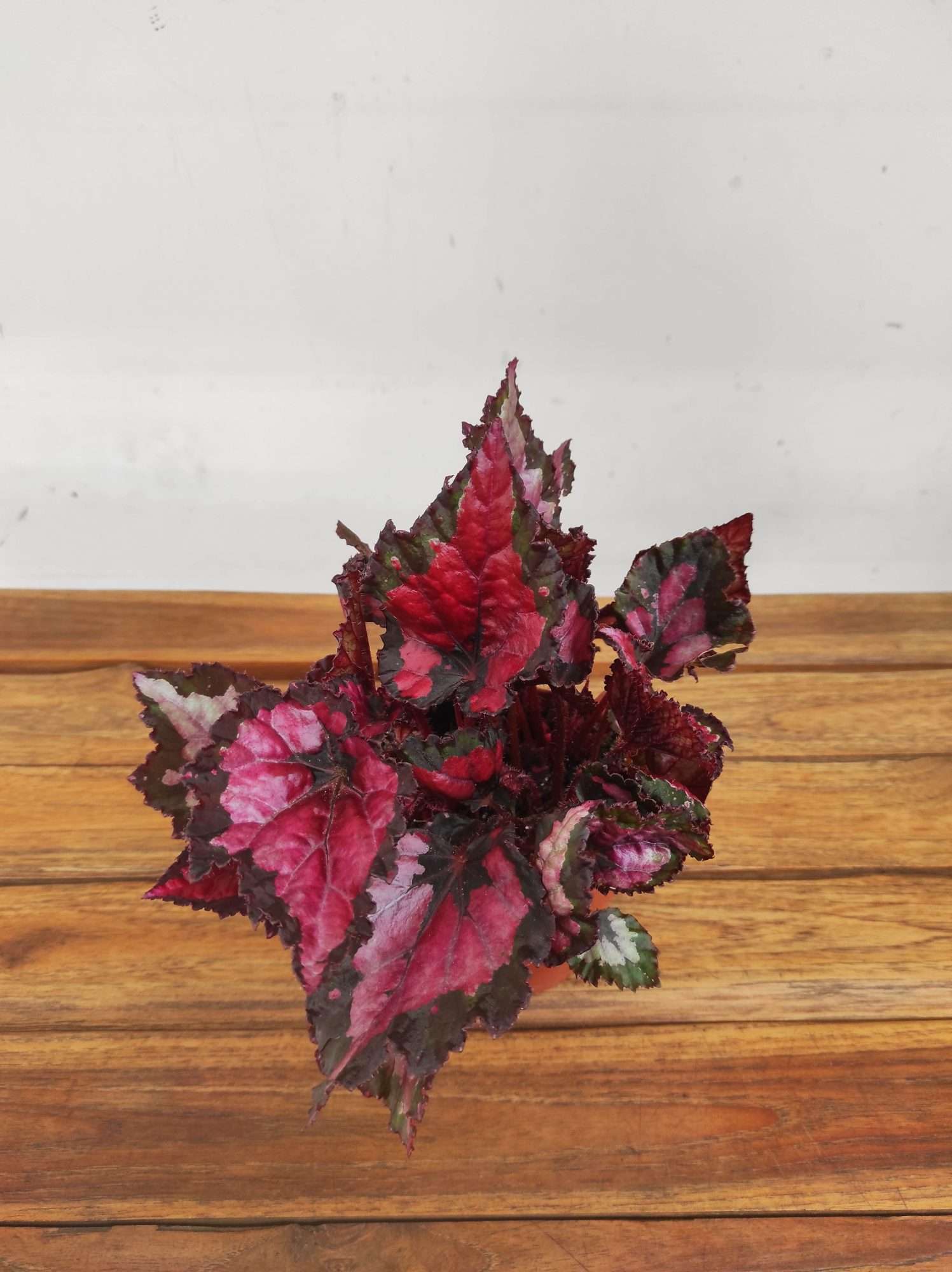 Begonia Beleaf