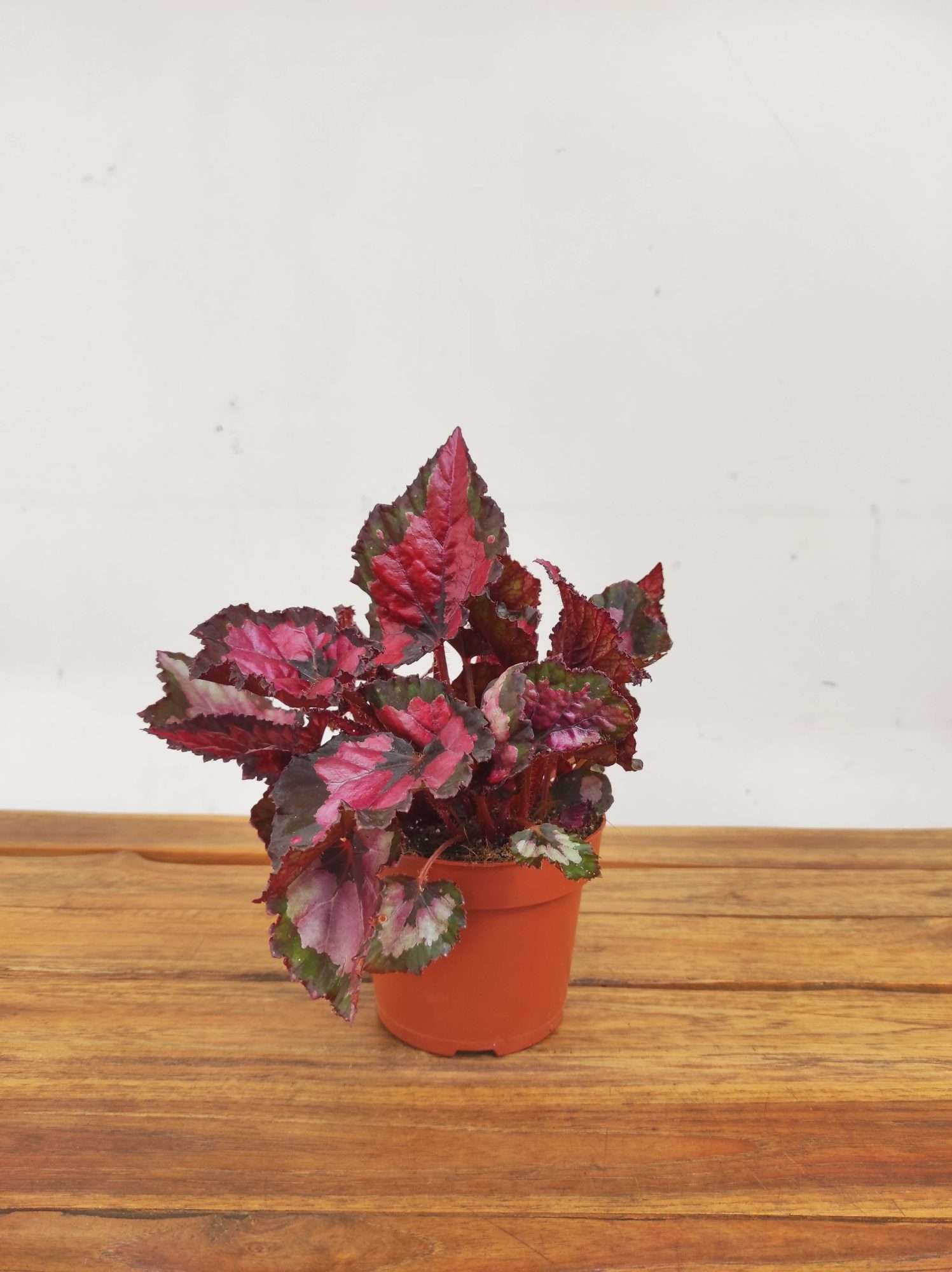 Begonia Beleaf - Image 2