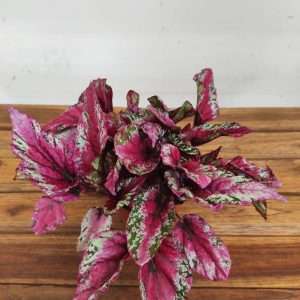 Begonia Beleaf