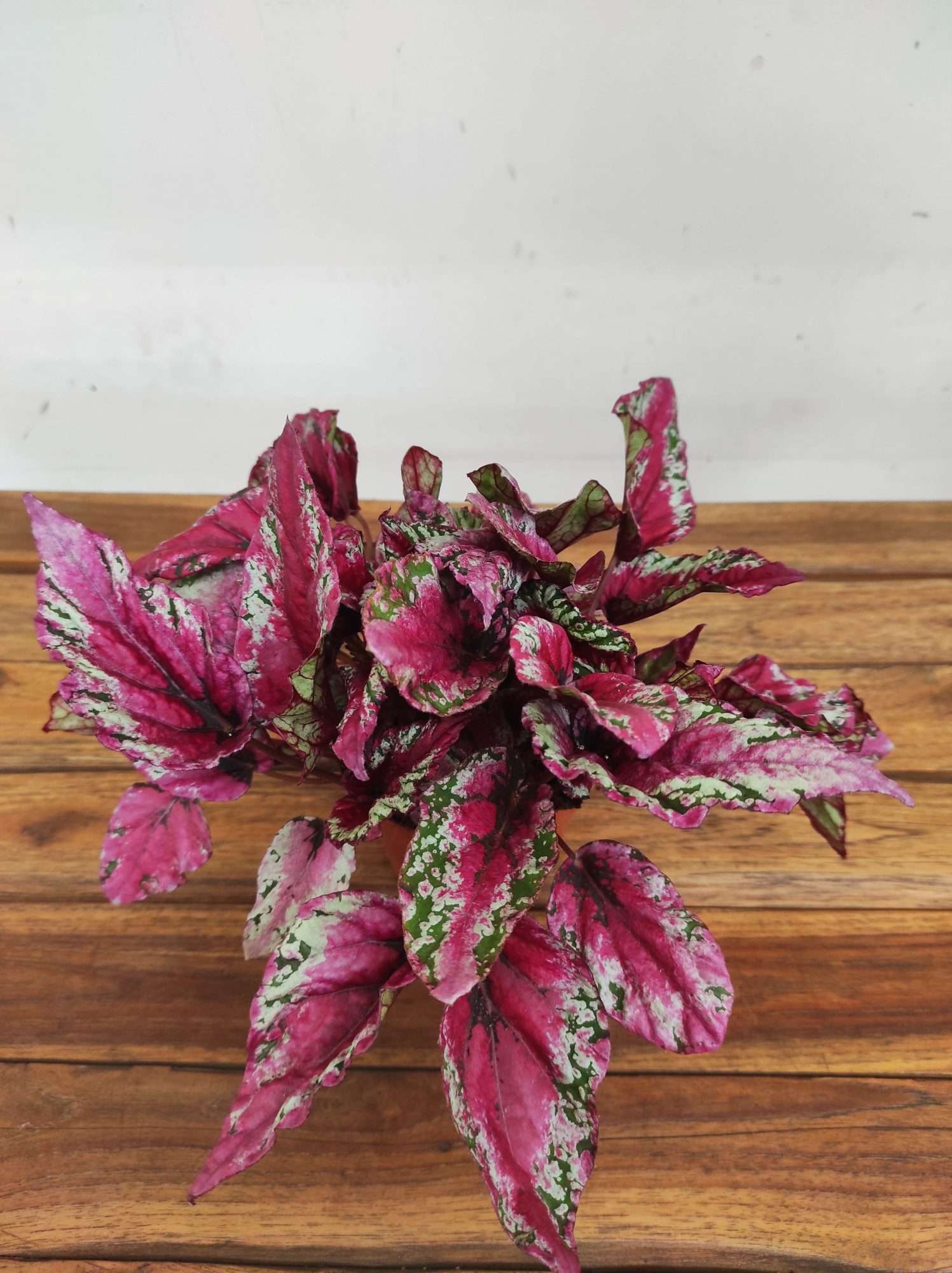 Begonia Beleaf
