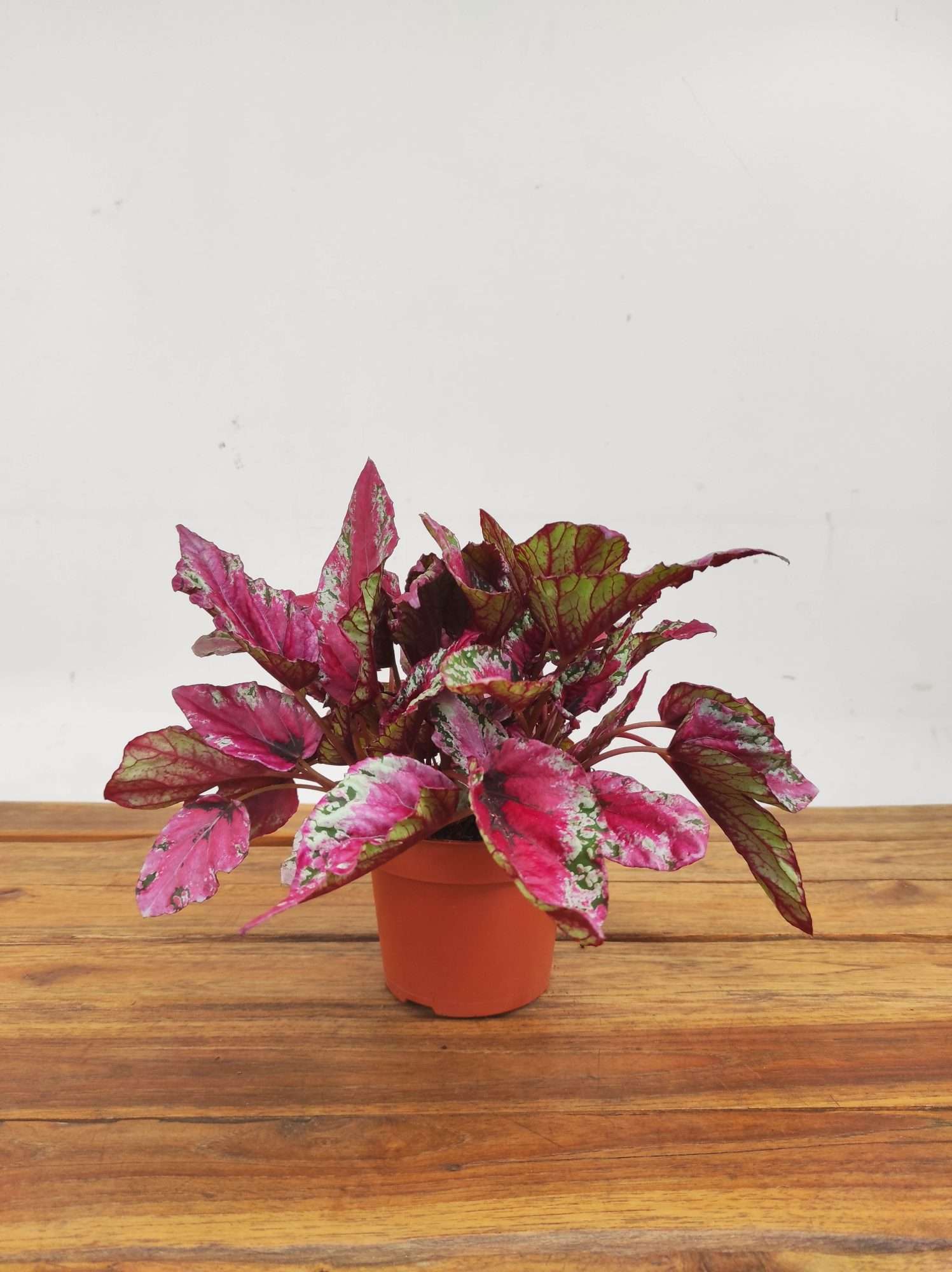 Begonia Beleaf - Image 2