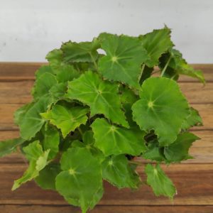 Begonia Beleaf