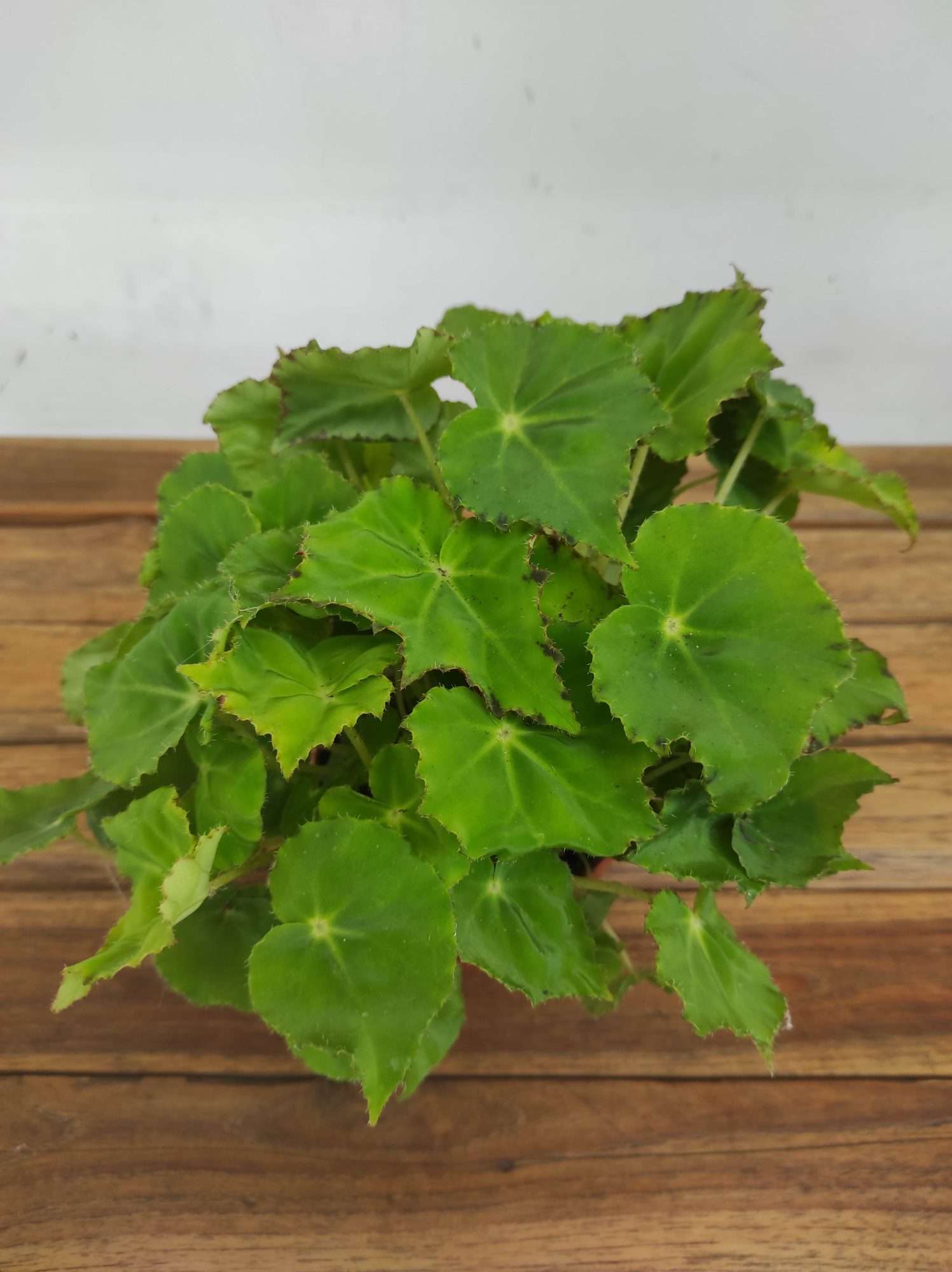 Begonia Beleaf
