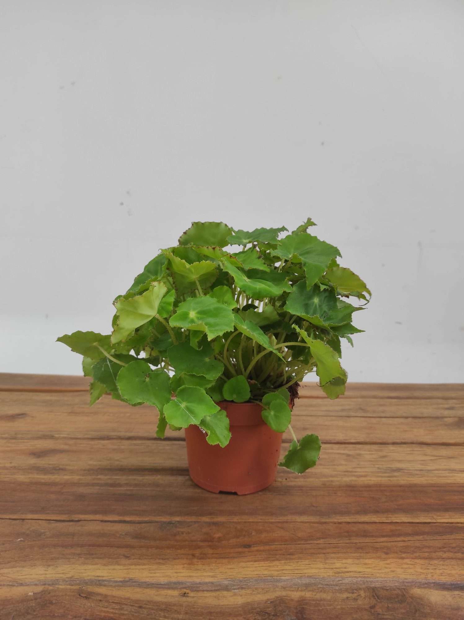 Begonia Beleaf - Image 2